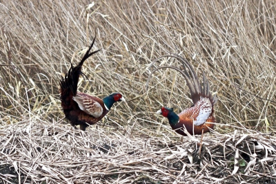 Donker en mistig deze dag, maar ik moest in de buurt zijn en dan ik deze polder moeilijk overslaan.
Twee stoeiende Fazantenhanen die zo dichtbij zaten in deze rietkraag, dat het me niet lukte met de telelens en dus heb ik een 100mm macrolens gebruikt.