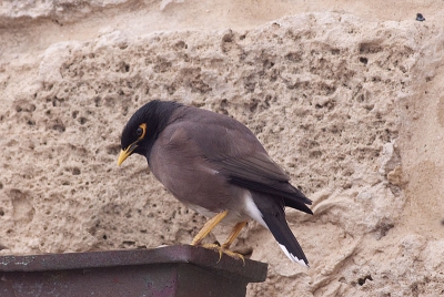 Tijdens een trip in Israel heb ik deze vogel gefotografeerd boven Telaviv aan de middellanse zee.
Ik kan hem in de boeken niet terugvinden. Wie helpt mij ?