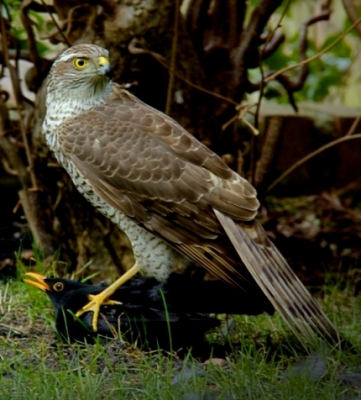 Deze sperwer ving een merel in onze achtertuin. De foto is genomen door het raam. Dit gebeurt niet vaak...