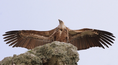 In Monfrague waren we op zoek naar de Spaanse Keizerarend. We begonnen met zoeken bij een rots vol Vale Gieren. 2 jaar geleden was hier nog een nest van een Spaanse Keizerarend, maar helaas was dit ingenomen door een Vale Gier. De Spaanse Keizerarend liet lang op zich wachten, maar de Vale Gieren gaven ook een mooie show weg. Deze Vale Gier was zijn vleugels aan het drogen.