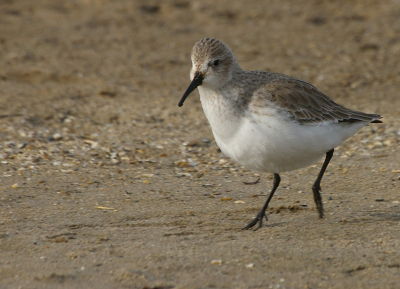 wederom de bonte strandloper,(is wel de laatst upload) waarom ik deze nog wil tonen is het feit dat hij mij op het moment van afdrukken mij opgemerkt had.  de eerste blikken naar mij gericht en zet het direct op een sprintje. en ten tweede de foto trek iedere keer mijn aandacht.