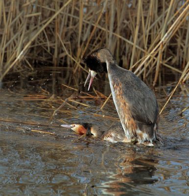 Die dag even naar buiten de polder in en de zon scheen zowaar!
In een watertje in de polder wist ik dat er een paartje futen zaten die al aardig opschoten met hun nest.
Nou ja NEST?Het vrouwtje nam bij deze paring het initatief door op het "nest "te gaan liggen en het mannetje te lokken met bepaalde geluidjes.