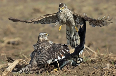 Accipiter nisus / Sperwer / Eurasian Sparrowhawk