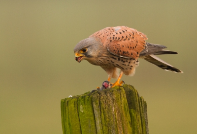 Vandaag na het werk nog even op pad geweest! Deze torenvalk was bezig met jagen en verschalkte een muisje, helaas te ver weg voor mij. Op de terugweg, het werd al te donker, zag ik hem wl dichtbij zitten en mt muis! Ik kon hem goed naderen alleen het was al echt donker en mistig aan het worden helaas. Dit was de enige die scherp genoeg was jammer genoeg!