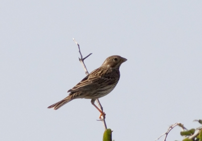 Dit lijkt mij een leeuwerik maar welke ? Of is het toch een ander ? Gefotografeerd in Israel