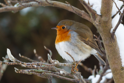 De winter is bijna voorbij, maar ik wil nog graag deze veel voorkomende vogel plaatsen. Hij zit er lekker 'dik' bij. Gemaakt tijdens de dagen dat er veel sneeuw lag.