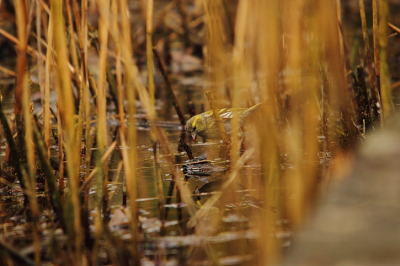 Ondanks de nevel die hier nog steeds aanwezig is, toch een resultaat waar ik erg blij mee ben. De sijsjes zitten hier regelmatig tussen het riet om een slokje water te nemen. Ze springen wel van hop naar her en van rietstengel naar rietstengel. Het viel niet mee om tussen al die stengels het gewenste plaatje te krijgen. Vooral het spiegelbeeld in het stilstaande water maakt het plaatje voor mij compleet.