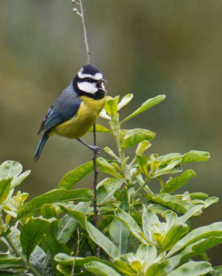 endemische vogels spotten op La Gomere (Canarische eilanden) in de periode 17 januari 2011 tot en met 15 maart 2011