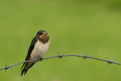 Zag veel zwaluwen vliegen en zag ze achter een slootwal op het (bekende) prikkeldraad zitten. Na een flinke tijd wachten kwamen ze weer zitten. Canon 10D + Sigma 70-300 Apo.