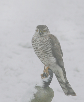 Tijdens een hevige sneeuwbui en mist zag ik vanuit mijn auto een sperwer op deze paal gaan zitten.
Ik heb nog nooit mijn auto zo snel stil gezet,raampje open,scherp gesteld en klikken.
Voor dat de sperwer wist wat er gebeurde was ie weer weg,en mijn hart klopte 2x sneller dan normaal.
Ik zie al die roofvogels hier langskomen en ik wil deze zo graag laten zien.Hoop dat de mist geen roet in het eten gooit!