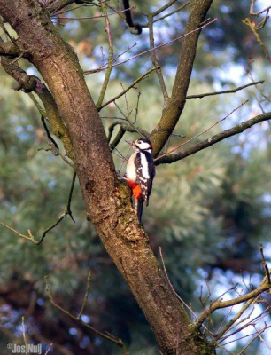 Vandaag voor het eerst dit jaar de grote bonte specht gespot. Heerlijk beest om te fotograferen ondanks de koude ooste wind.