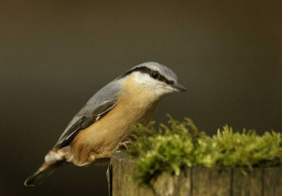 zat mooi in het zonnetje om gefotograveerd te worden
[heb deze foto al eens ingestuurd was onscherp deze iets verscherpd]