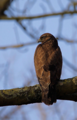 Opzoek geweest naar de Zeearend. Helaas niet gezien. Wel deze buizerd. Helaas zat deze met de rug naar me toe.