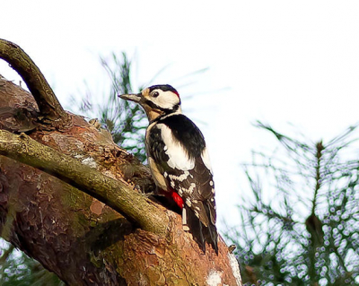 Al zit je doodstil, deze vogels blijven super alert. En mooi om te zien. De wilde niet echt meewerken, maar uiteindelijk heb ik er dan toch eentje kunnen fotograferen.