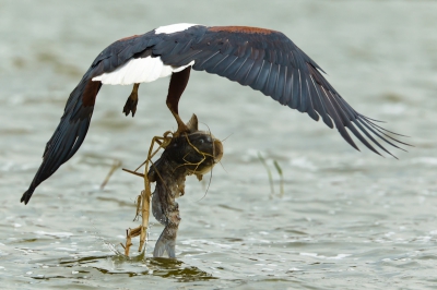 Op de Kazinga rivier tussen Lake  Edward en Lake George kwam ik deze visarend tegen. Zijn prooi was een iets te zware meerval.