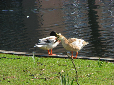 In de boezemsingel (Rotterdam Crooswijk) had ik hen al eerder gezien, nu had ik mijn compact camera bij de hand, weet iemand welke dit zijn?
Ik denk sterk an een gefokt ras, maar heb verder geen flauw idee. Uit de hand genomen.