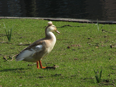 In de boezemsingel (Rotterdam Crooswijk) had ik hen al eerder gezien, nu had ik mijn compact camera bij de hand, weet iemand welke dit zijn?
Ik denk sterk an een gefokt ras, maar heb verder geen flauw idee. Uit de hand genomen. Hier het vrouwtje