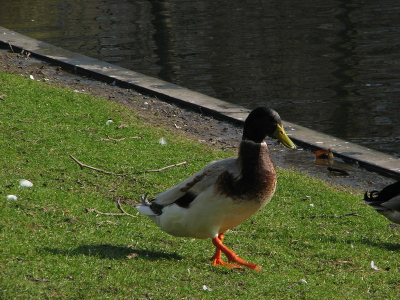 In de boezemsingel (Rotterdam Crooswijk) had ik hen al eerder gezien, nu had ik mijn compact camera bij de hand, weet iemand welke dit zijn?
Ik denk sterk an een gefokt ras, maar heb verder geen flauw idee. Uit de hand genomen. Hier de man