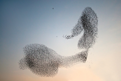 Het was vanavond weer feest boven Utrecht, een prachtige show van spreeuwen en enkele slechtvalken, resulterend in artistieke natuurbeelden