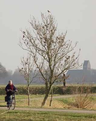 Toch nog maar even een foto van een torenvalkje. Even een hele andere. Onderweg naar huis van mijn werk kwam ik dit torenvalkje tegen. Met een kerk op de achtergrond leek me dit een mooie friese landschapsfoto. Toen in de verte een fietser naderde bedacht ik dat dit wel een leuke beeldvulling kon zijn, op dit moment gewacht en afgedrukt. Ben benieuwd of het ook wat is.