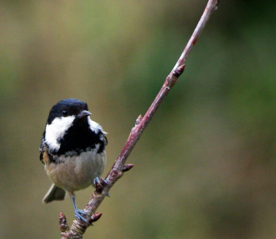 Dit is de eerste Zwarte Mees die ik in de tuin heb waargenomen..
