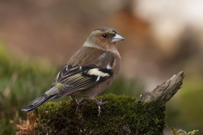 Zomaar een vink op een mosje. Omdat het zulke mooie vogels zijn!