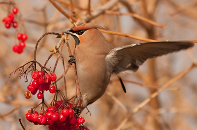 Nog n Pestvogel dan, in de hoop dat jullie ze nog niet zat zijn. 
Omdat ze zo snel zijn heb je vaak geen tijd om rustig je compositie te bepalen. Helaas mis ik hier dus de ondekant van de bessen. Toch maakt (voor mij) de uitgestoken vleugel dat goed.