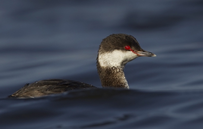 De bekende kuifduiker al heb ik getracht deze anders in beeld te zetten. Het lage standpunt en de golven vond ik ik dit geval een extra waarde.