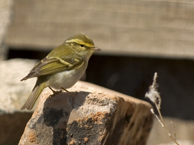 Gisteren liet ik twee grote vogelsoorten zien die ik in Mongolie zag, vandaag twee kleine. Op de Noordse Boszanger na was dit de algemeenste Phylloscopus soort. Deze liet zich erg goed benaderen, maar doordat ze meestal in het gras zaten best moeilijk te fotograferen. 

NIKON D70, 70-200/2.8 AF-S VR plus 1.4x op 280 mm 1/1600 F4.0