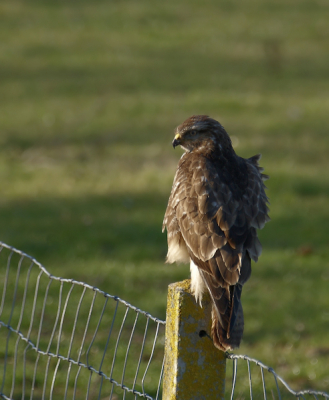 Nadat deze buizerd een muisje had gepakt en wij het hele ritueel mochten volgen ging deze nog even uitbuiken. Omdat het allemaal zo snel ging heb ik daarvan geen scherpe foto's kunnen maken. Meer oefenen blijkbaar. :-)