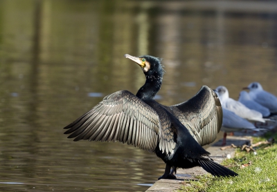 Deze aalscholver was zijn verenpak aan het drogen aan de Noordsingel in Rotterdam