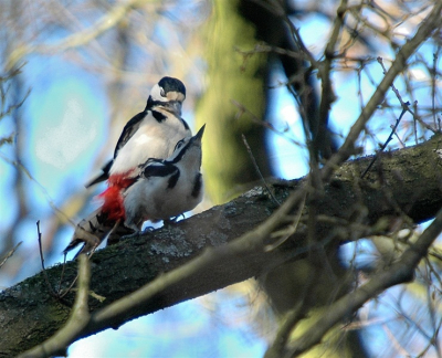 Vandaag eens gaan genieten van de zon. Ik was niet de enige. Deze twee spechten genoten ook, en niet alleen van de zon.
De paring kwam voor mij trouwens volkomen onverwacht. Ik volgde het vrouwtje al een tijdje terwijl ze langs / rond een tak hipte, toen meneer opeens zijn opwachting maakte. (het blijft lastig om vogels alleen op zicht te moeten vinden. Ik hoor ze wel, maar kan vanwege 1 doof oor niet horen wr het geluid vandaan komt. HEEL frustrerend!).
Ondanks de haperende auto-focus gelukkig toch nog twee opnamen kunnen maken (ze de tijd) voor ze weer elk hun eigen boom opzochten. Daardoor helaas geen vleugel-klapperend balanceer-werk van meneer kunnen vastleggen.