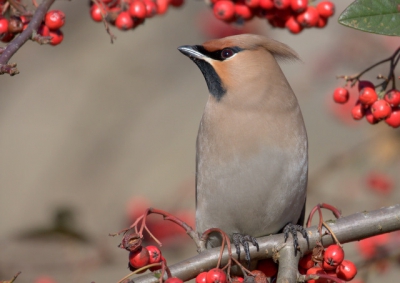 Vogels vlogen van boom naar bessenstruik. Deze bleef rustig zitten tussen de vele bessen en was te benaderen tot op ca. 3 meter.