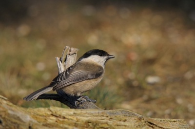 Zondagochtend was het mooi weer met een lekker zonnetje, de vogels waren druk in de weer en er kwamen er tal voor de lens zitten waaronder deze. Een prima gelegenheid mijn nieuwe toestel uit te proberen.