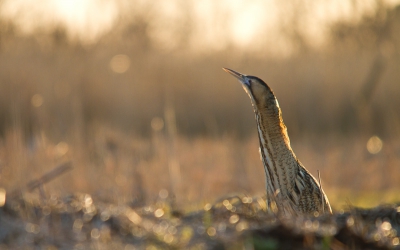 Tijdens het fotograferen hoor ik ineens beweging in het riet verderop. Blij verrast zie ik deze Roerdomp staan! Ongeveer 5 minuten kunnen volgens vanaf het fietspad. Na een tijdje had hij/zij er genoeg van en vloog ervandoor.

Omdat het al kwart voor 6 was heb ik een tegenlichtopname kunnen maken