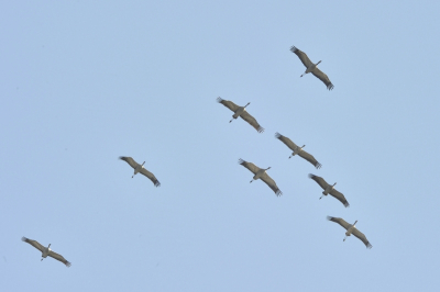 Vanochtend tussen 11.0 en 13.00 uur met regelmaat groepen overvliegende Kraanvogels .Soms vliegend ,dan weer cirkelend meest ri. NO.
Groepen  schatting tussen 10 en 300 stuks.