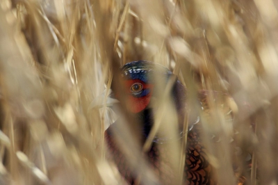 Deze fazant liep over de weg,maar toen ik stopte verborg hij zich in het riet en dacht dat ik hem niet meer zag. Ze komen alweer schitterend op kleur.