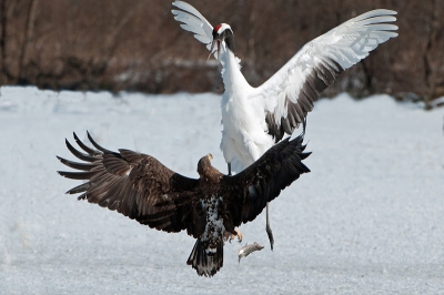 Het Akan Crane reserve was van oorsprong bedoelt om de bedreigde Japanse Kraanvogel te beschermen. De Zeearend pikt ook een graantje (visje) mee, maar een kraanvogel is het daar niet mee eens en valt de arend aan. Met succes: de zeearend laat de vis vallen.
