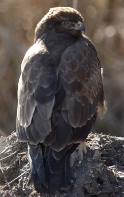 Sommige dagen heb je het geluk dat je een buizerd tegenkomt op 4 meter afstand. Met de rug naar je toe en dan wachten. Helaas had ik de zon volop tegen. Dat was dus jammer. Ik ben benieuwd wat jullie ervan vinden.