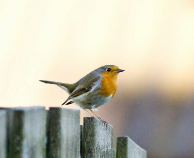 Foto genomen in de achtertuin met late middag zon. Roodborstje was de hele middag in de tuin aan het verzamelen.