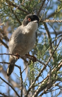 In een natuurgebiedje bij Mas Palomas zaten veel kleine zwartloppen. Beweeglijk beestje en omdat hij vak in de struikjes blijft een lastig te fotograferen soort. Helaas had ik tegenlicht, maar jekunt hier het rode oog toch mooi zie