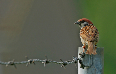 Geschoten in de Vugt Polder bij een verdeelstation.
Canon 20D; EF 100-400 L IS