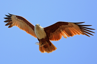 algemene vogel in india. leeft tussen de mensen en is niet schuw.