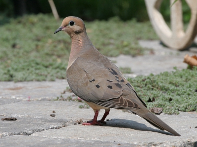 Zo, terug uit Canada. Ik heb er wat plaatjes gemaakt en een aantal ervan gaat op bp verschijnen. Dit wordt de eerste. 

Ik was eigenlijk bezig om een andere vogel (Rode Kardinaal, die komt ook nog) te fotograferen, toen deze ineens vlak naast me kwam zitten. Even gauw 3 foto's ervan gemaakt en weer verder met het hoofdonderwerp.

ISO 400, 400mm, 1/800