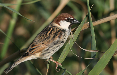 Geen gewone mussen op Gran Canaria, alleen deze spaanse. Een aantal vogels was aan het eind van de middag in het riet nestmateriaal aan het verzamelen en liet zich makkelijk benaderen.