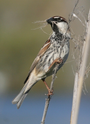 Deze vogel was aan het van de middag nestmateriaal aan het verzamelen (succesvol zo te zien) in het riet bij het natuurgebiedje bij Mas Palomas. Een soortgelijke foto stond er al op BirdPix van vorig jaar op Fuerteventura. Blijkbaar levert riet makkelijk nestmateriaal op voor deze vogels