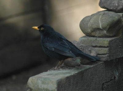 Het voorjaar lijkt nu echt begonnen en deze merel man kijkt mij bijna m n tuin uit, want hij wil graag met z'n vrouwtje weer de haag in voor...je kunt wel raden wat