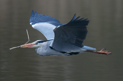 Deze reiger vloog af en aan om nestmateriaal te halen en stoorde zich nauwelijks aan mijn aanwezigheid.
Het weer was bewolkt maar niet te donker.