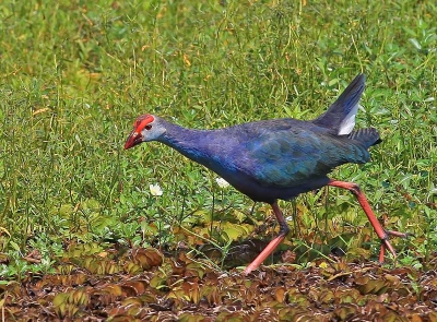 ondersoort met grijze kop van de purperkoet. algemeen in natte biotopen. goede plek uitzoeken en dan zelf na je toe laten komen. kan ooit lang duren maar werkt het beste.