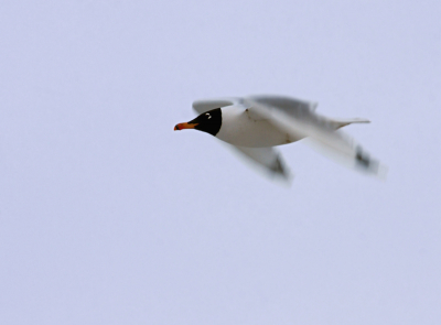 Today, March the 10th, we had fabulous views of a summer plumage adult bird flying North along the Black Sea shore, just close to the Southern part of Lake Durankulak.